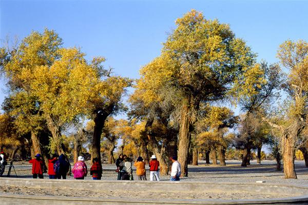 庫爾勒胡楊林度假村