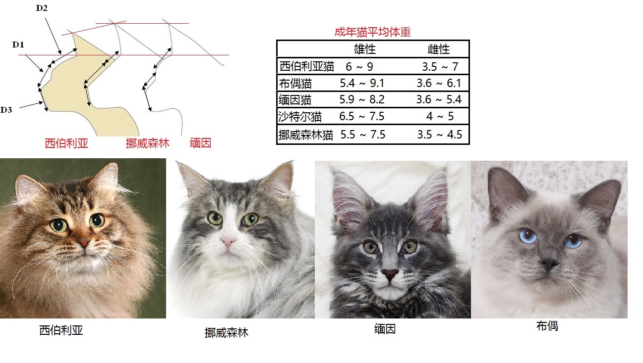 西伯利亞森林貓(西伯利亞貓)