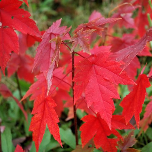 美國紅楓十月光輝