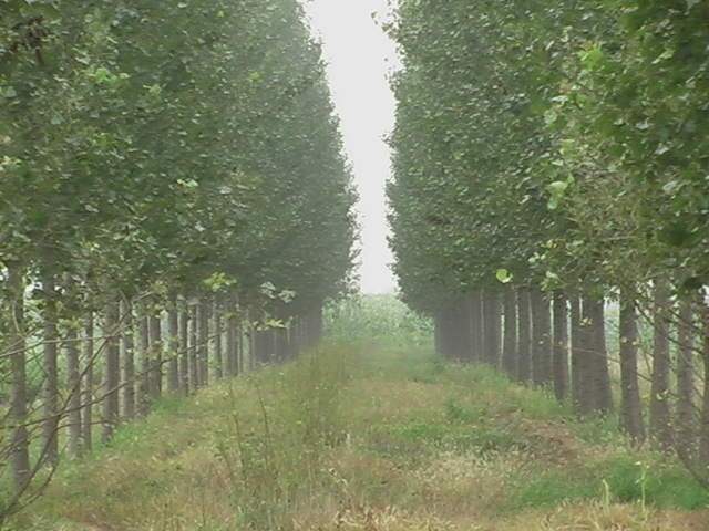 東楊家村(山東青島紅石崖街道下轄村)