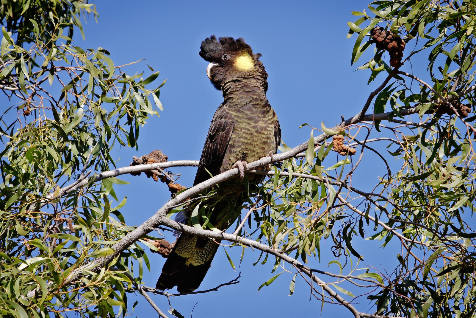 Calyptorhynchus funereus