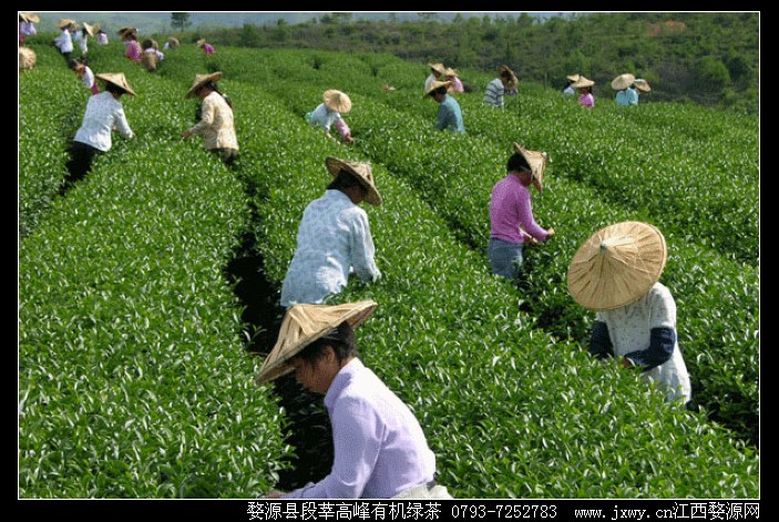 高山茶園