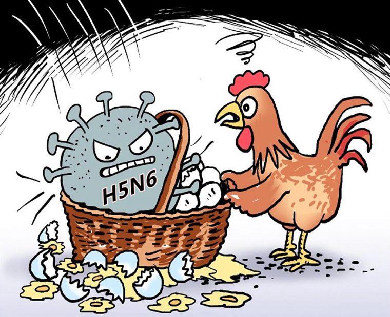 H5N6禽流感病毒