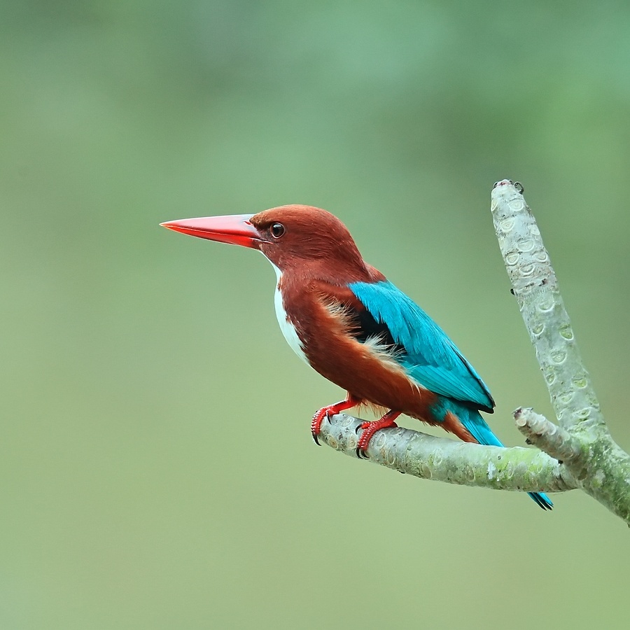 白胸森鳩