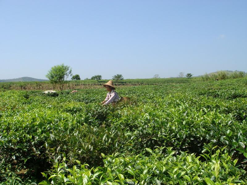 邦崴村的茶林