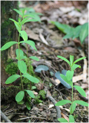 小對葉草