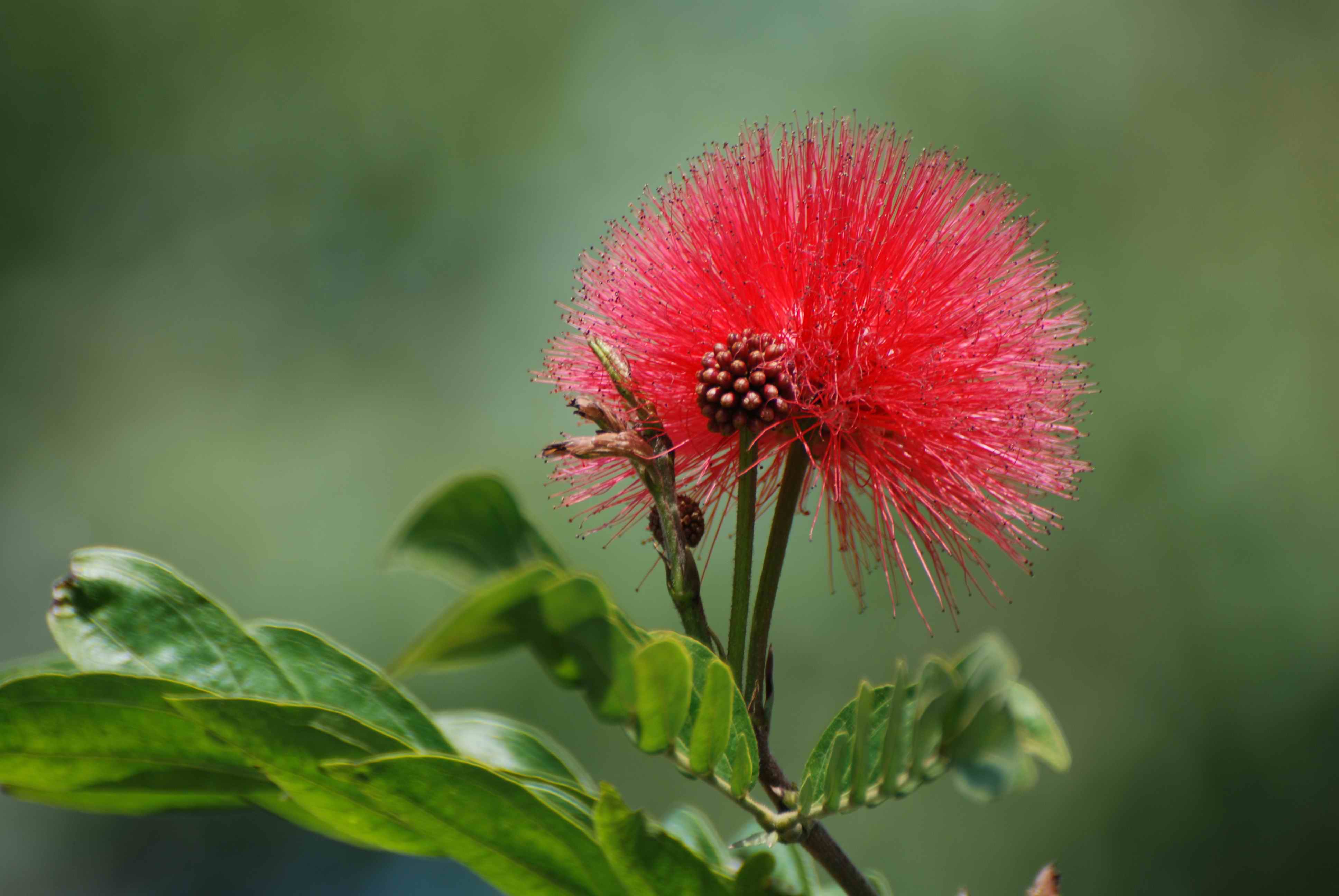 花冠