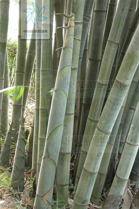 花吊絲竹（變種）