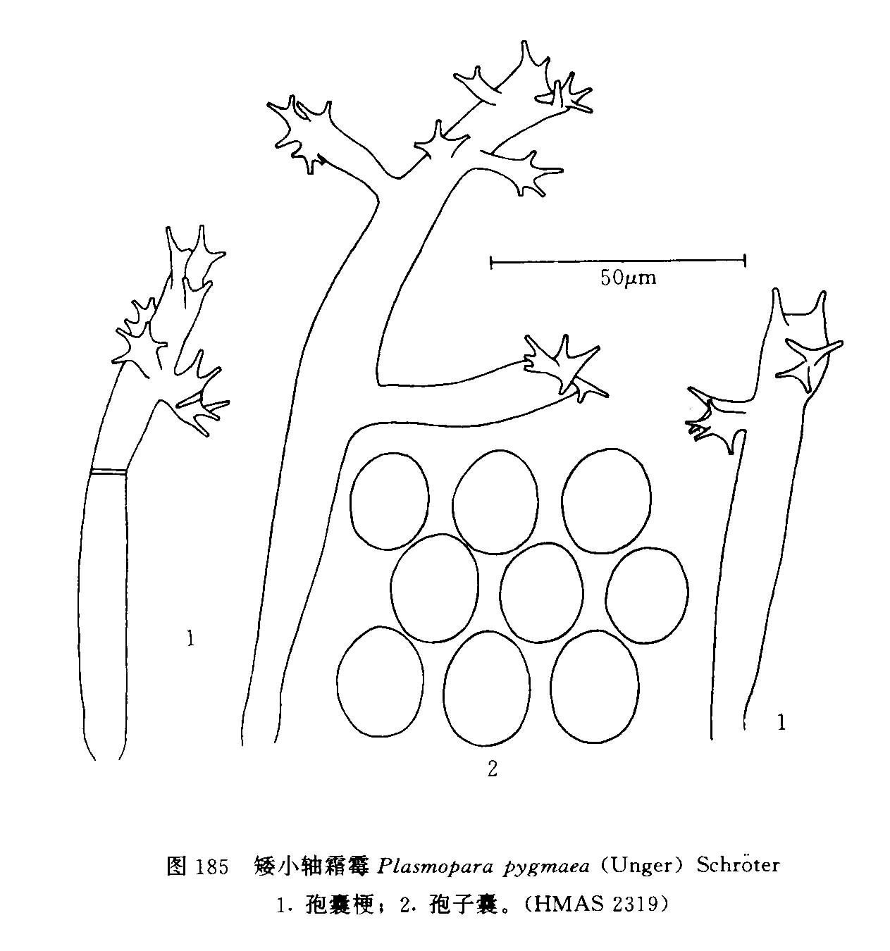 矮小軸霜霉