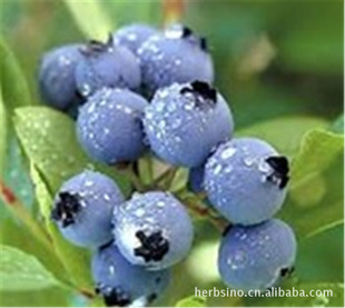 越橘提取物-西安塞納生物技術有限公司