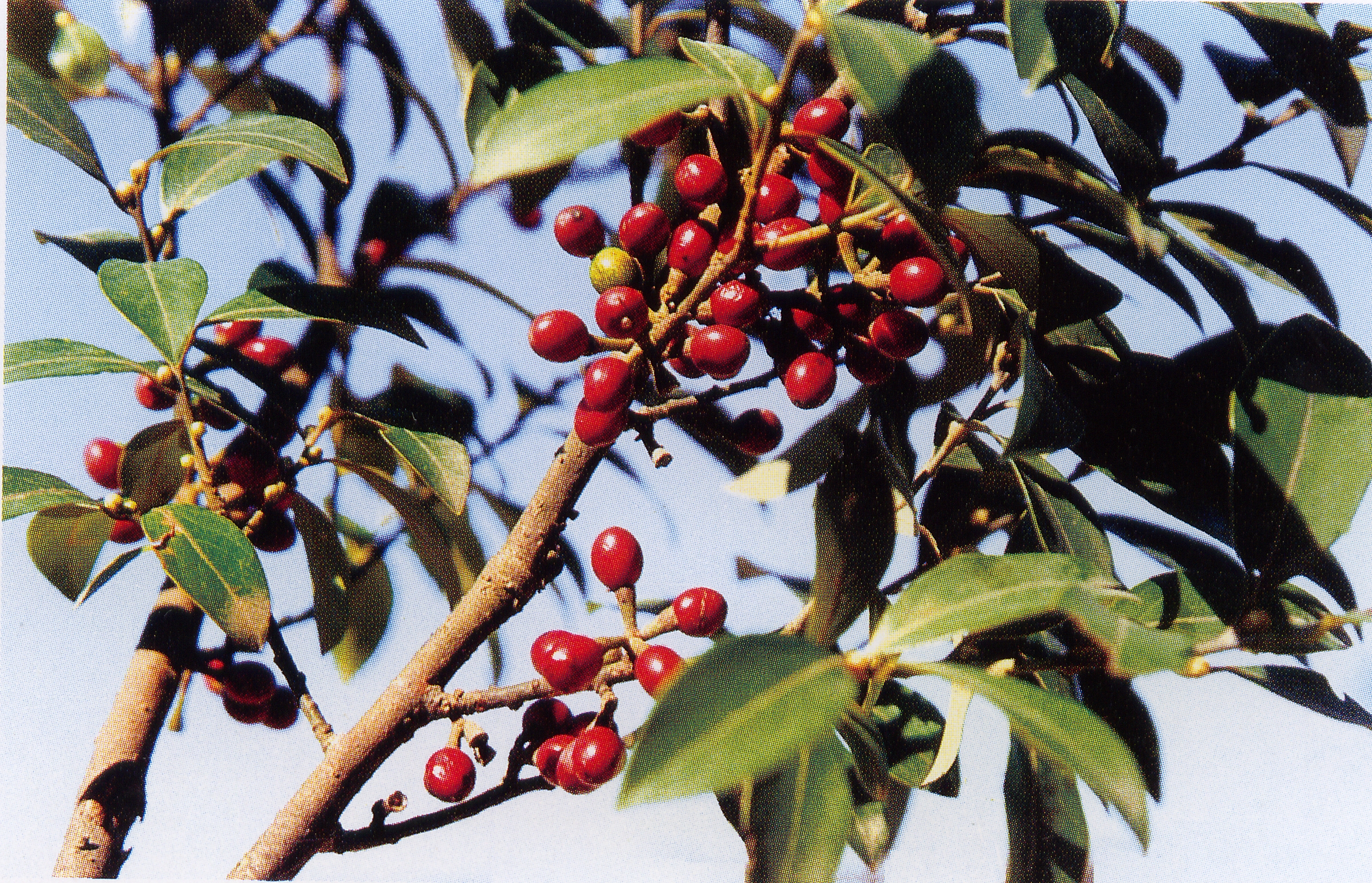 紅油果