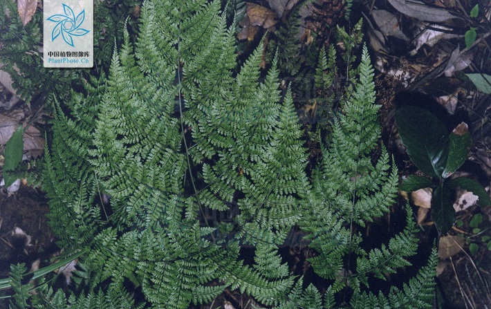 紅腺蕨屬