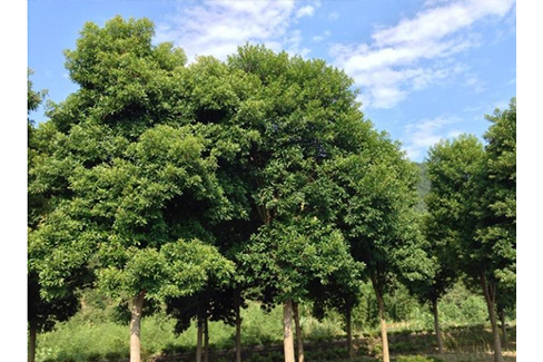 杜英黃山學院1號