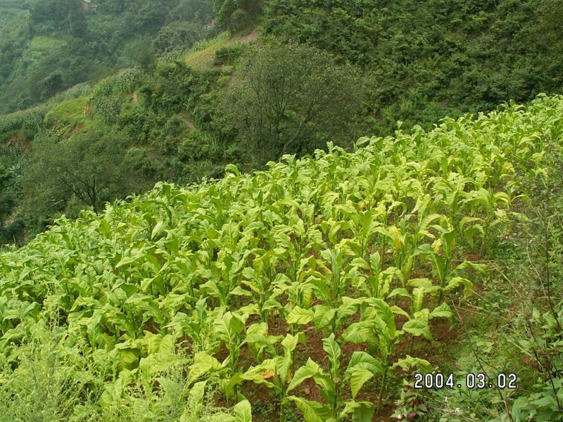 轉山田村