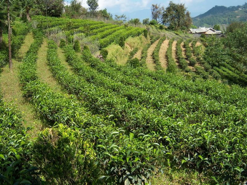 小灣鎮的茶園