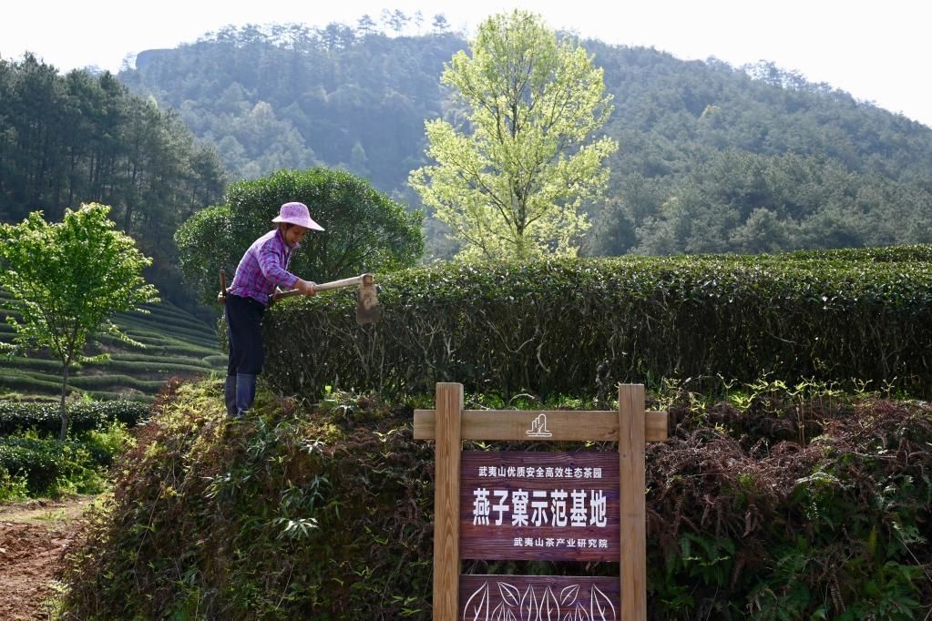 燕子窠生態茶園