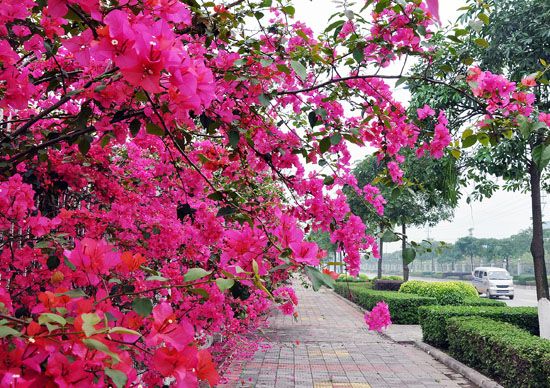 春滿園(植物)