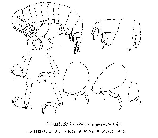 圓頭短腿狼戎