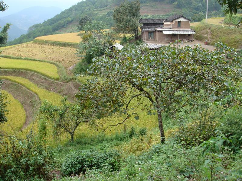 沙埔路莫自然村