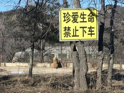 7·23北京八達嶺野生動物園老虎傷人事件