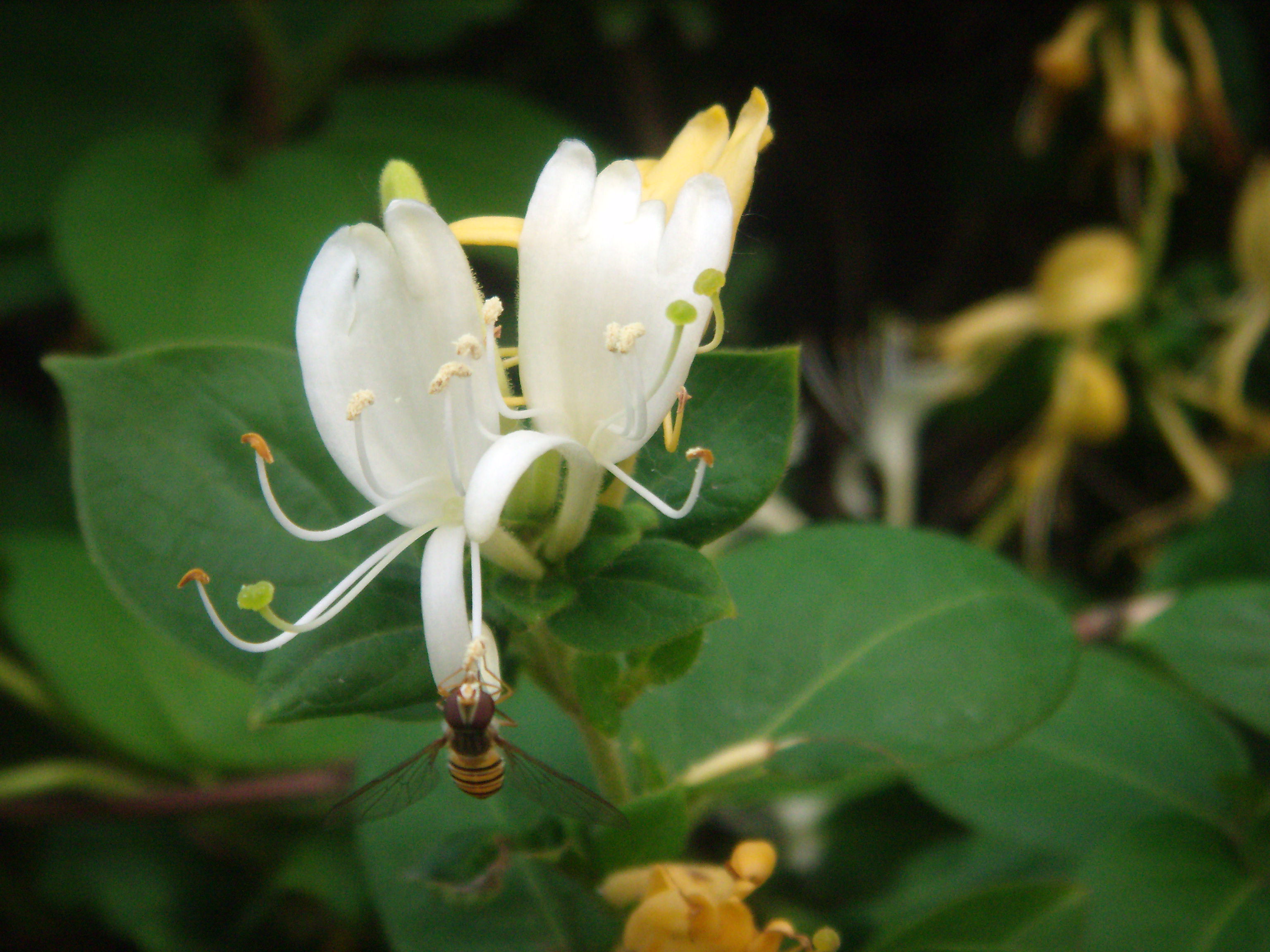 蜜蜂部落