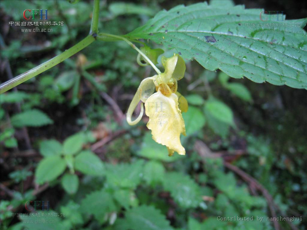 心萼鳳仙花