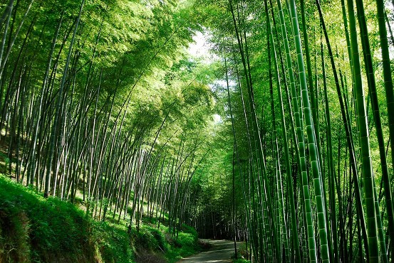 九龍竹海國家森林公園