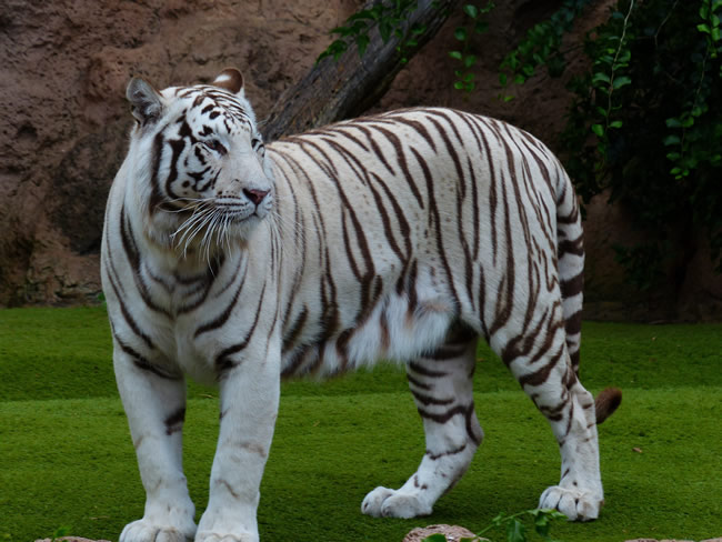 白老虎(哺乳動物)