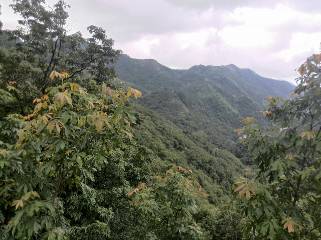 績溪山核桃