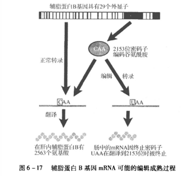 RNA編輯過程