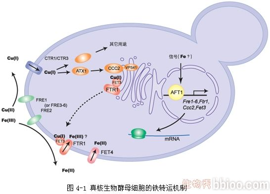 異源蛋白表達