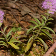 東紫蘇(鳳尾茶（唇形科香薷屬植物）)