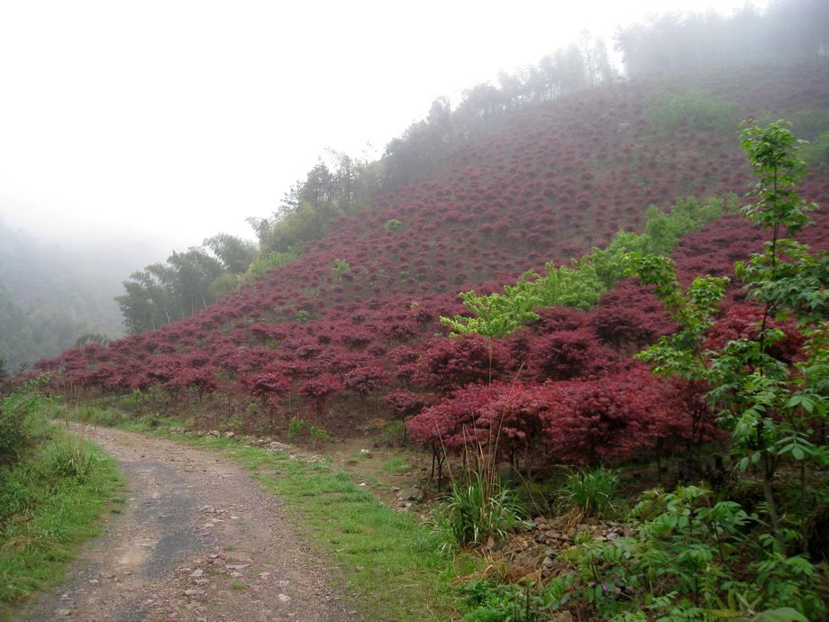 四窗岩古道