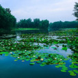 山東台兒莊運河國家濕地公園