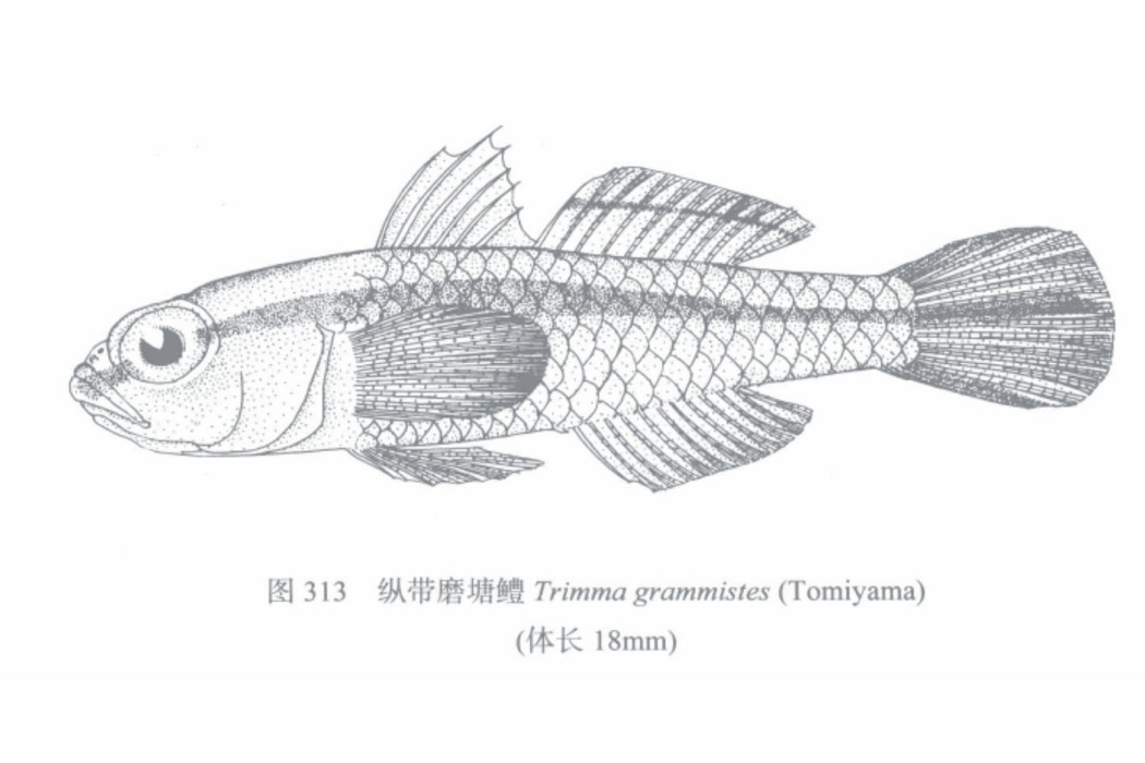 縱帶磨塘鱧