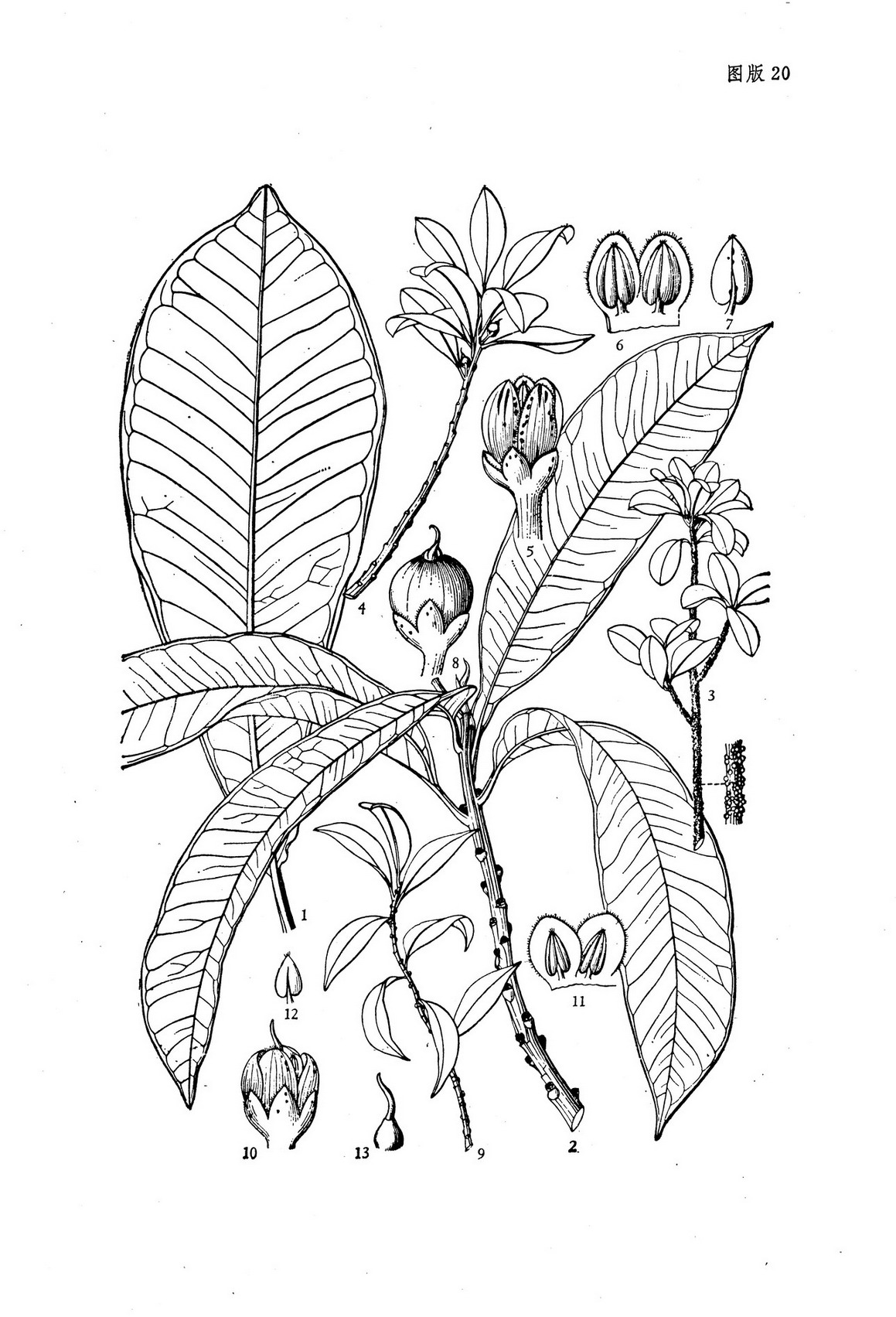 擬密花樹