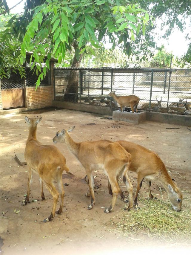 德希韋拉動物園