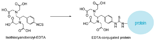 Isothiocyanobenzyl-EDTA