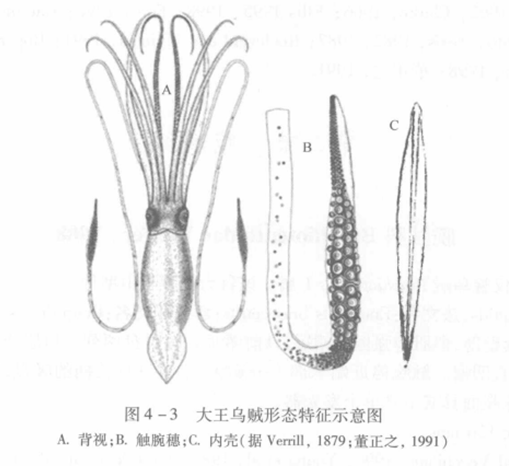 圖4-3（大王烏賊形態特徵示意圖）