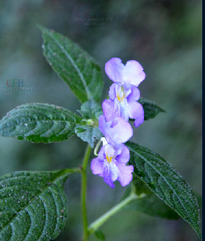 柔毛鳳仙花