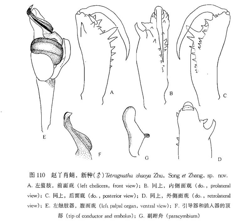 趙丫肖蛸