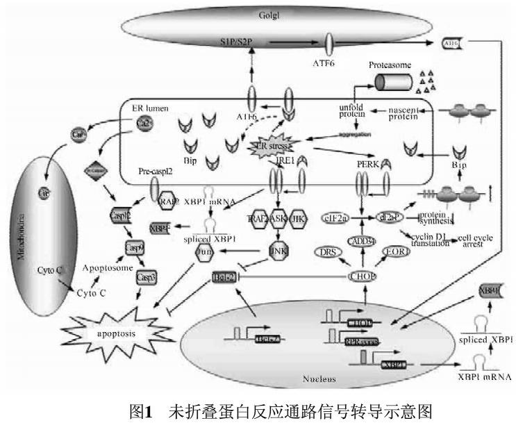 阻斷氧化應激反應技術