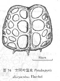 方網葉籃蟲