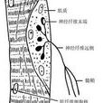 神經傷