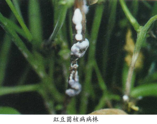 豇豆菌核病