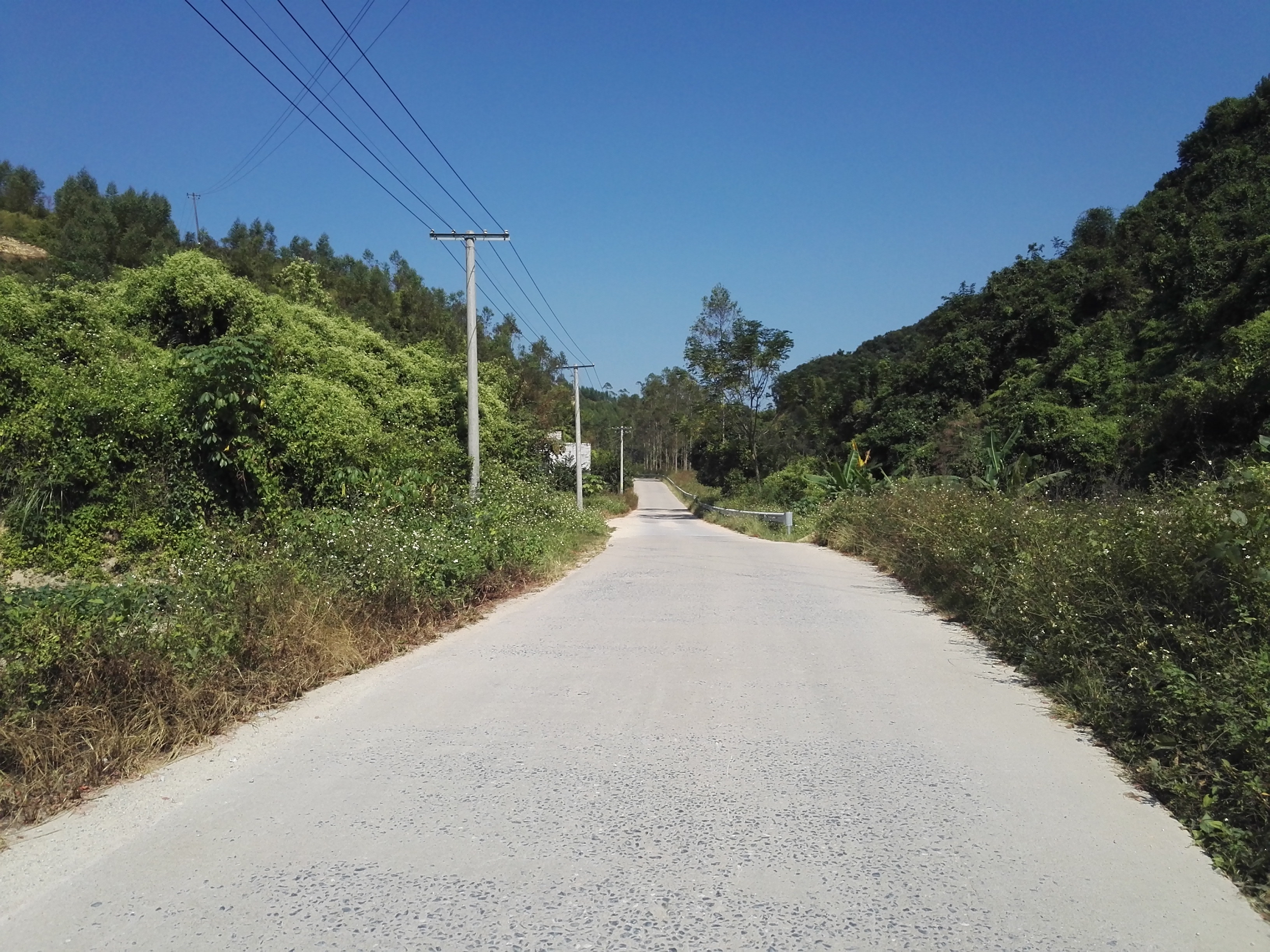 新田鎮林桂村