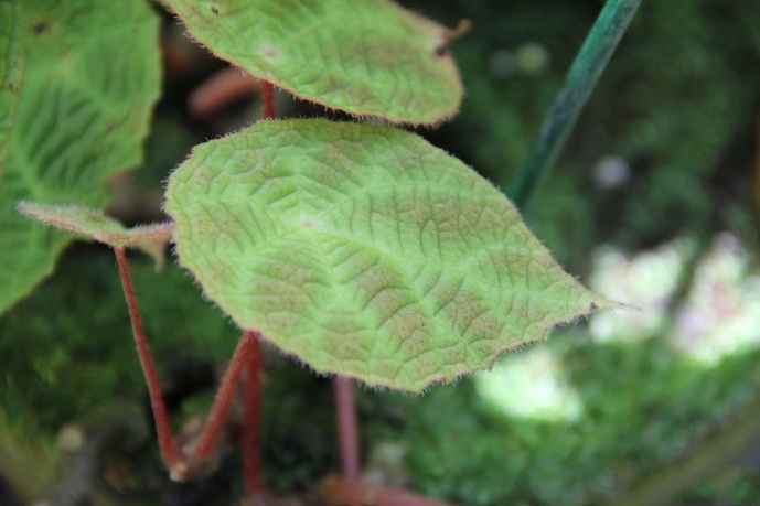 龍虎山秋海棠無性系1號