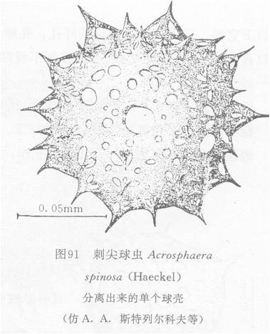 刺尖球蟲