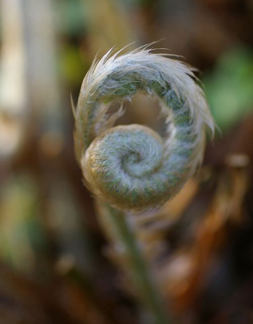 刺羽耳蕨(花卉植物種子圖)