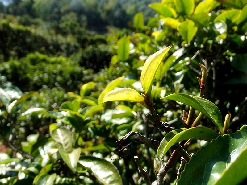 海塘普洱茶